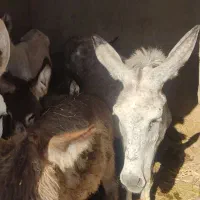 شیر الاغ و روغن الاغ