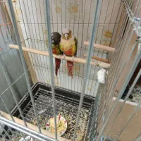 گرینچک سرلاکی تازه دونخور|پرنده|اقبالیه, |دیوار