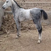 اسب گوسفند بز