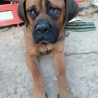 سگ باکسر ماده