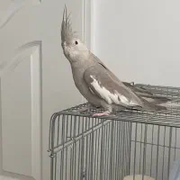 عروس هلندی آلبینو و لوتینو