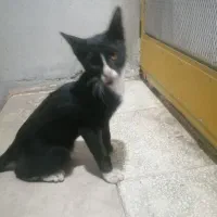 گربه