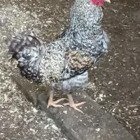 خروس بسیار زیبا