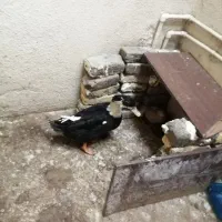 اردک و بلدرچین