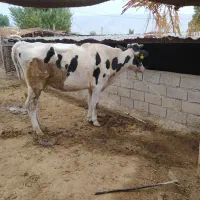 گاو و گوساله نر