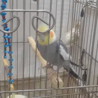 فروش پرنده طوطی