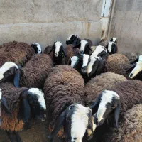 فروش ۲۱ راس بره نر شالی