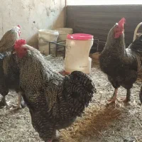 خروس نژاد برهما و امروک|حیوانات مزرعه|مشهد, شهرک مهرگان|دیوار