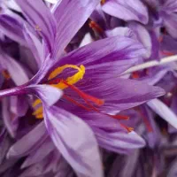 زعفران سوپر نگین  با کیفیت و عیار بالا با ضمانت