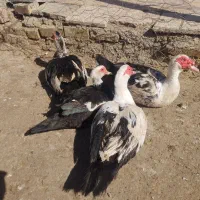 فروش اردک اسراییلی و اردک سفید. مرغ سفید