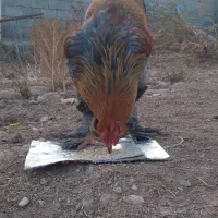 برهما اصیل|حیوانات مزرعه|قیدار, |دیوار