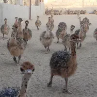 جوجه شترمرغ