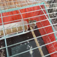 سهره نر جوجه سال ریزه خون|پرنده|تهران, هاشمی|دیوار