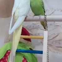 چهار عدد جوجه عروس تازه دونخور دستی|پرنده|محمدشهر, علی آباد گونه|دیوار