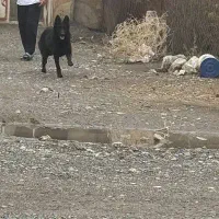 ژرمن شپرد اصیل مشکی ۸ ماهه|سگ|کرمانشاه, |دیوار