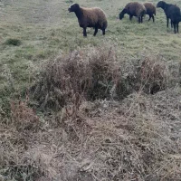 قوچ سه ساله|حیوانات مزرعه|سرعین, |دیوار