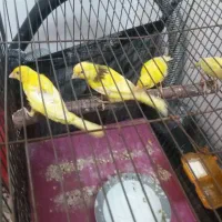 چهارتا جوجه قناری دوتا نر قرص بخون