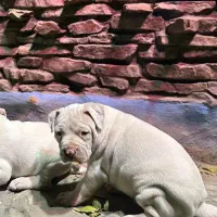 توله سگ گم شده