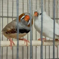 فنچ کینگ مولد در همه ی نژادها