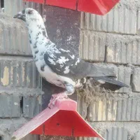 ماده خوب وعالی