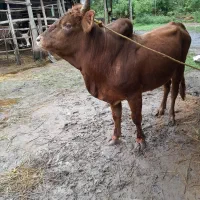 ورزاکوله چالوسی