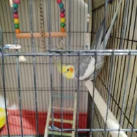 عروس هلندی نرسخنگو