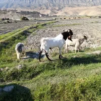 پازن برا فروش