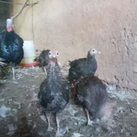 بوقلمون|حیوانات مزرعه|سلامی, |دیوار