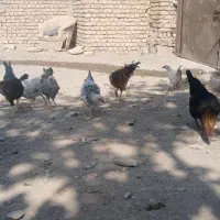 جوجه‌مرغ‌۵ماهه|حیوانات مزرعه|گلبهار, نوبهار|دیوار