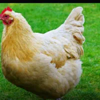 مرغداری آماده همکاری با گروه یا افراد برای عراق