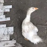 قو غازلیندا
