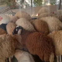 گوسفند‌زنده.مغان و افشار شبانه روزی