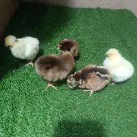 فروش جوجه کاکلی