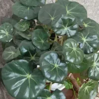فروش گل خانگی
