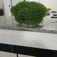 سبزی مناسب عروسی و نامزدی|حراج|کوهدشت, |دیوار