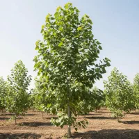 نهال پسته احمدآقایی، خوشفرم، خوشمزه، صادراتی|خدمات باغبانی و درختکاری|تبریز, |دیوار