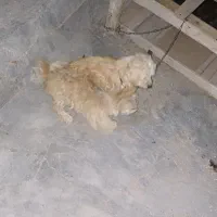 سگ خونگی فوق‌العاده باهوش