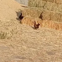 مرغ و خروس