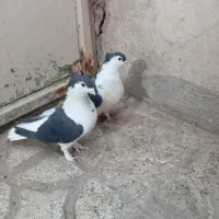 یه جفت کفتر افغانی نرو ماده کاکلی