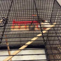 4 عدد فنچ نر با قفس سایز بزرگ