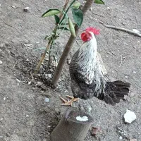 فروش خروس زیبا