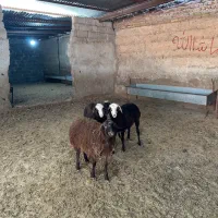 بره ماده پرواری