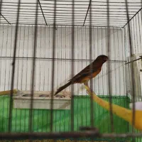 پرنده قناری