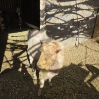 نر بز دو رگ|حیوانات مزرعه|یزد, |دیوار