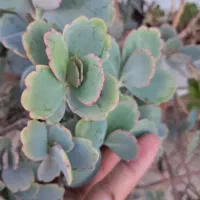 گل مخصوص کالانکوئه