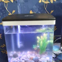 آکواریوم شرکتی