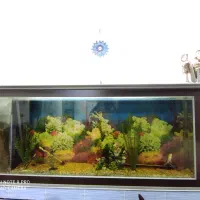 آکواریوم|ماهی|دزفول, |دیوار