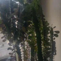 ایفرمیا یک مترو ۱۰ سانت تقریبا چهار شاخه|گل و گیاه طبیعی|تهران, خرمشهر|دیوار