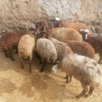 میش و بره
