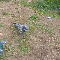 کبوترفراری